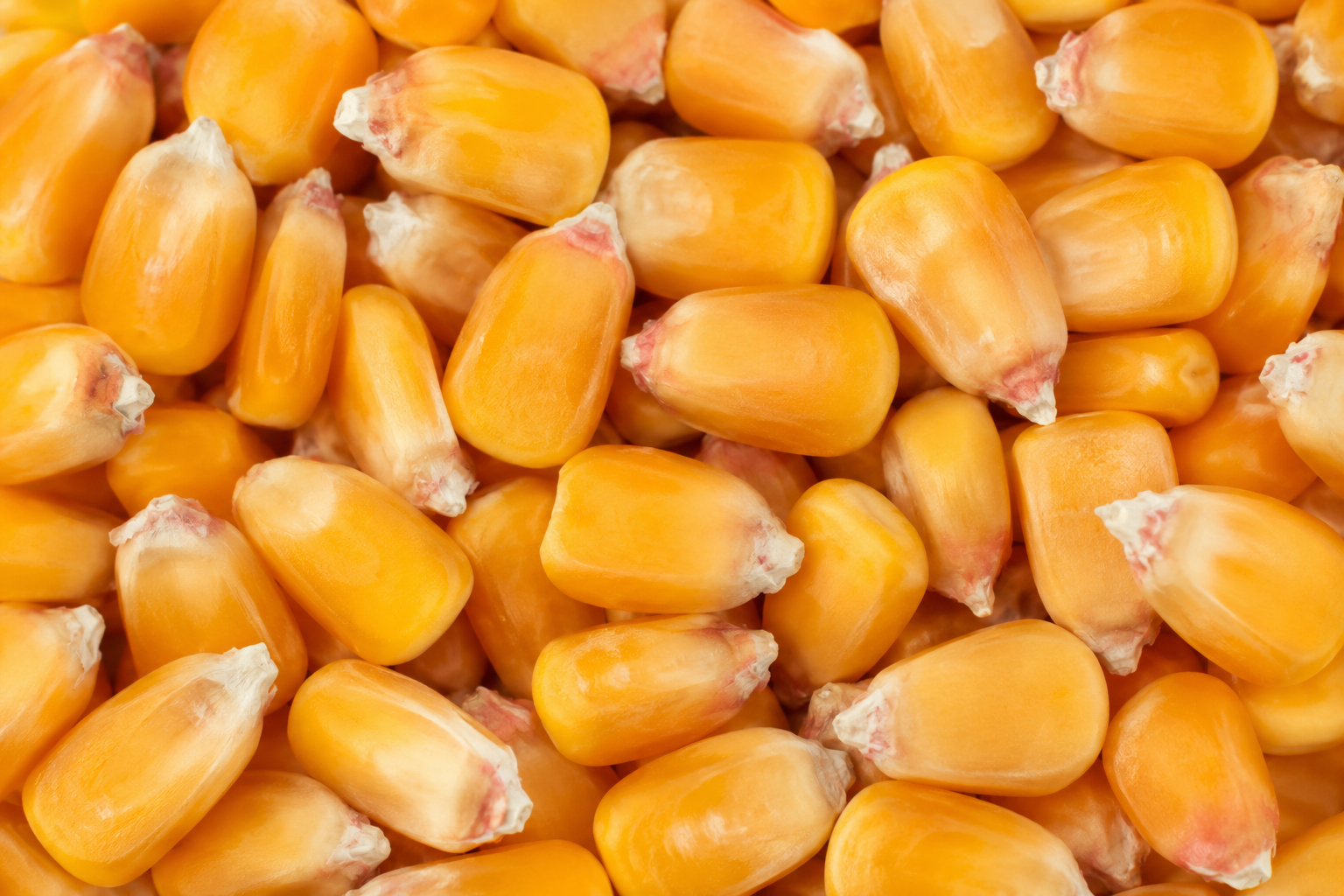 Maize